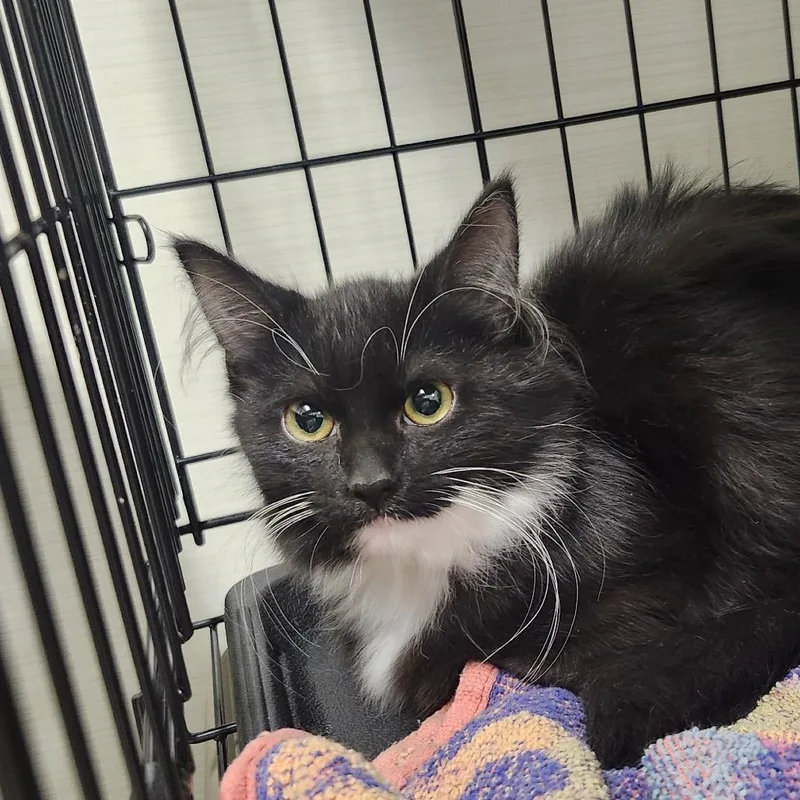 A baby small-sized female Black Domestic Long Hair cat named Miscellany for adoption in Novelty, OH