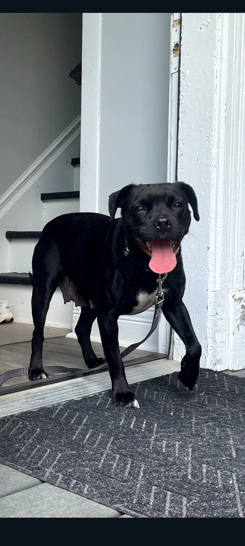 A young medium-sized female Black Pug dog named Moira Rose for adoption in Lewis Center, OH