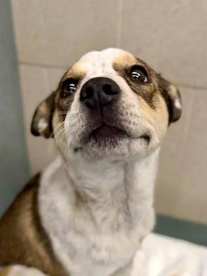 A baby small-sized female Cattle Dog dog named Daisy for adoption in New Orleans, LA