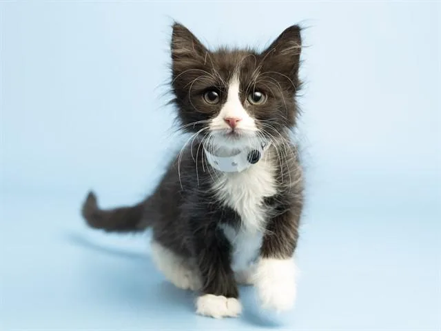 A baby small-sized female Domestic Short Hair cat named Eggdrop Soup for adoption in Phoenix, AZ