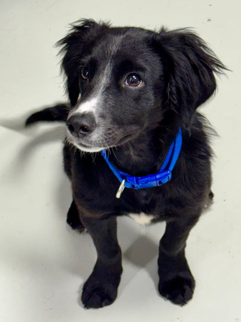 A young medium-sized male Black Border Collie dog named Oliver for adoption in Hartford, KY