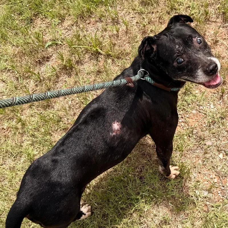 A senior small-sized female Black Mixed Breed dog named Journey for adoption in Duncan, OK
