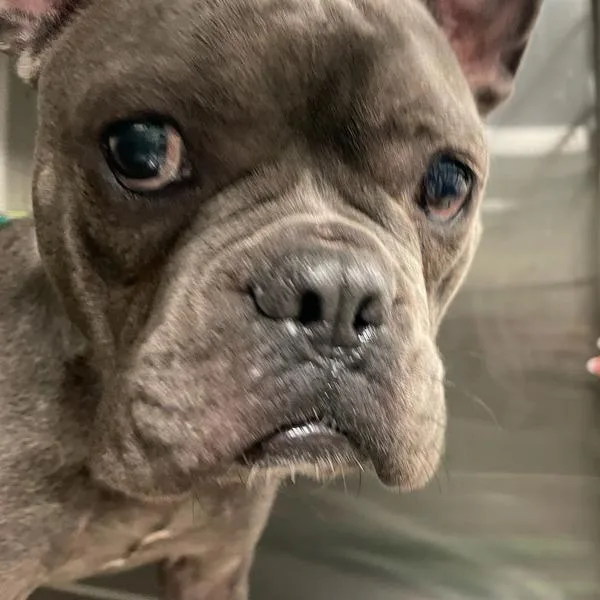 A young small-sized female French Bulldog dog named Colette for adoption in Des Moines, IA