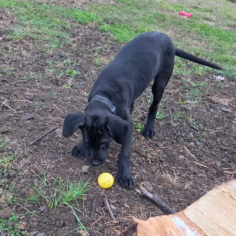 A baby large-sized male Black Labrador Retriever dog named Sully for adoption in Centralia, WA