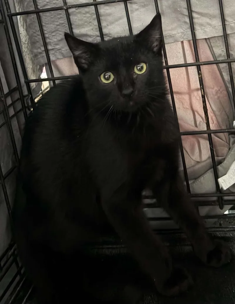 An adult medium-sized female Domestic Short Hair cat named Basil for adoption in Westfield, MA