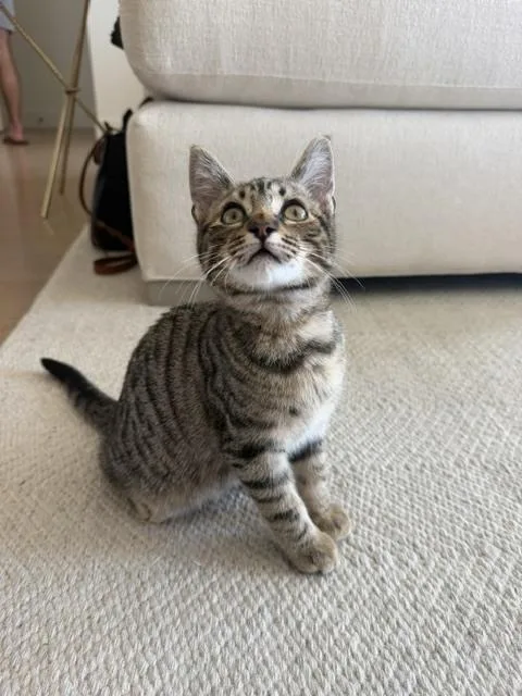 A baby small-sized male Domestic Short Hair cat named Zaxby for adoption in Broomfield, CO