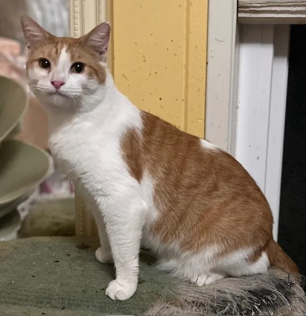 Carrot Cake thumbnail 2