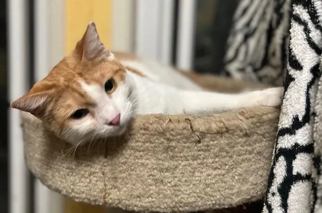 Carrot Cake thumbnail 3