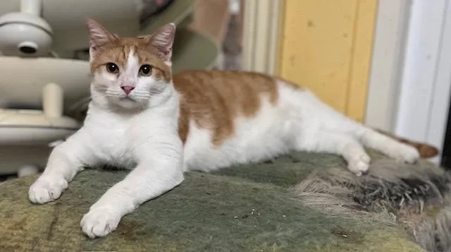 Carrot Cake thumbnail 4