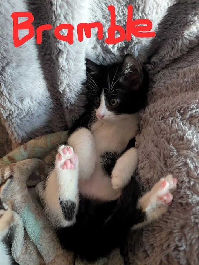A baby medium-sized male Black & White / Tuxedo Tuxedo cat named River Bramble for adoption in Port Wentworth, GA