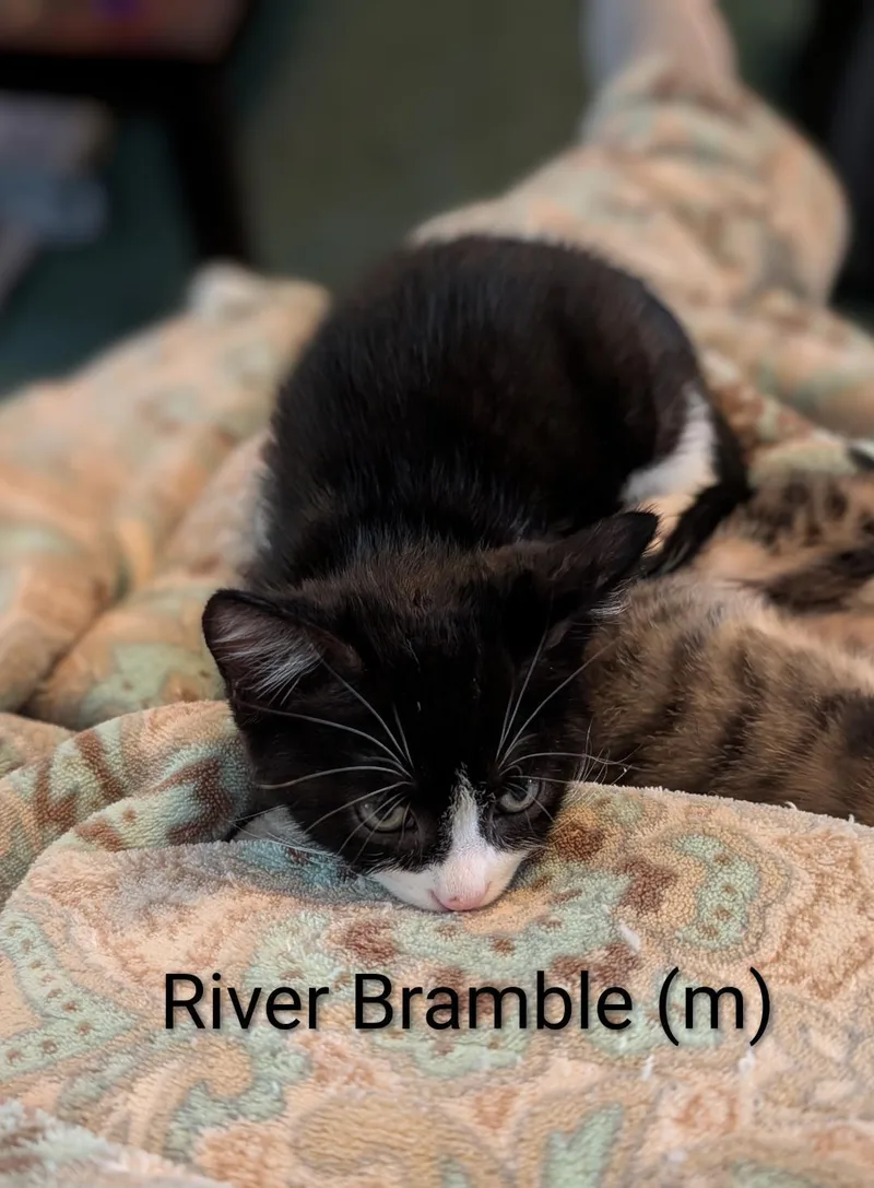 River Bramble thumbnail 3