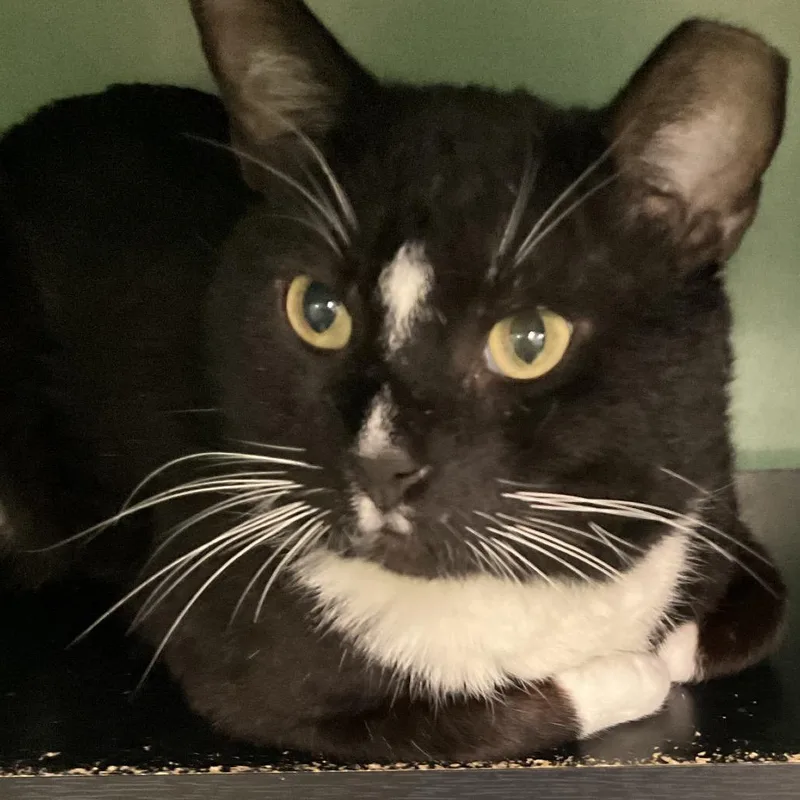 An adult large-sized male Black Domestic Short Hair cat named John Waters for adoption in Colorado Springs, CO