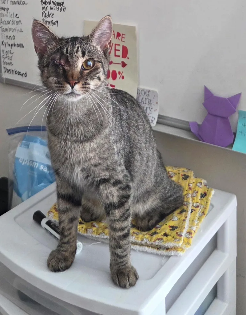 Bob N Weave thumbnail 2