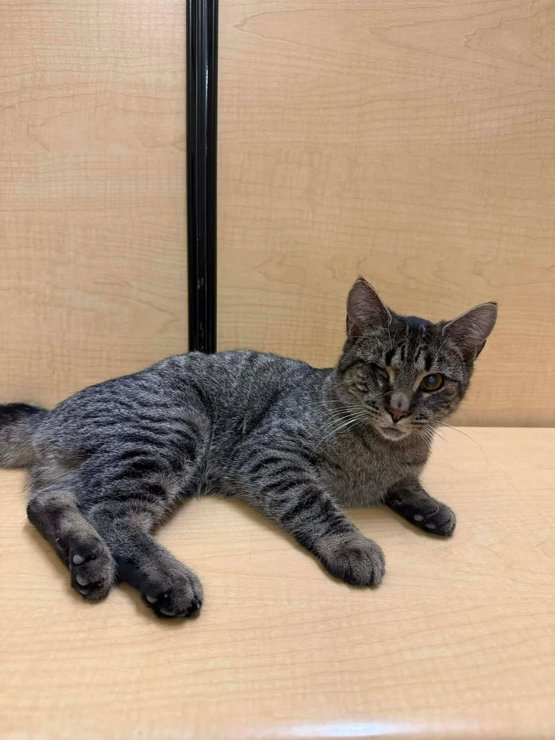 Bob N Weave thumbnail 3