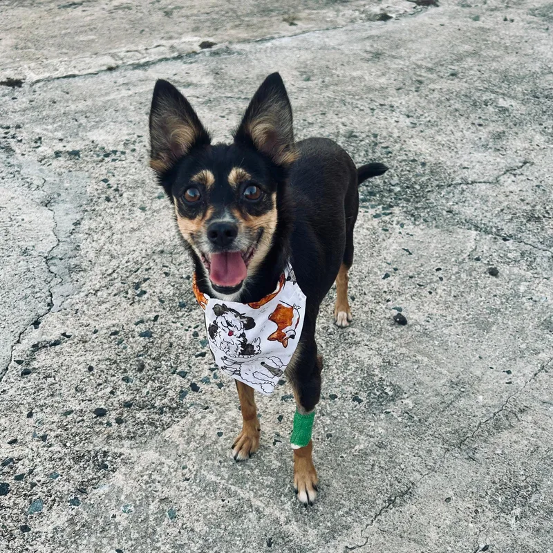COOKIE  happy girl thumbnail 3