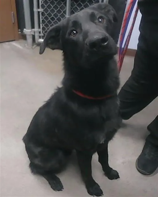 A young large-sized male German Shepherd Dog dog named Rosco for adoption in Phoenix, AZ