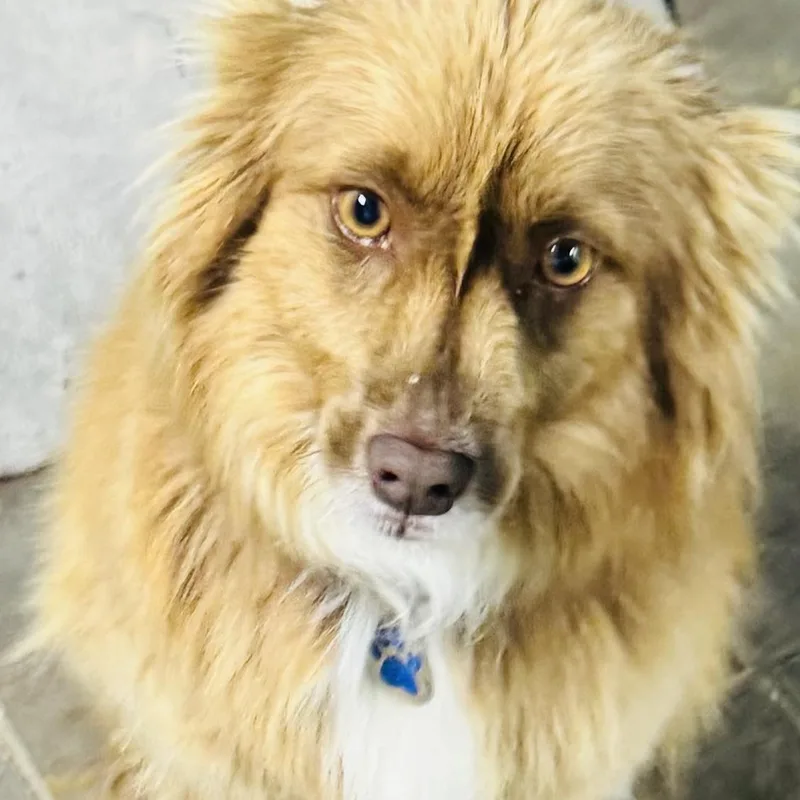 A young small-sized male Red / Chestnut / Orange Australian Shepherd dog named Max for adoption in Louisburg, KS