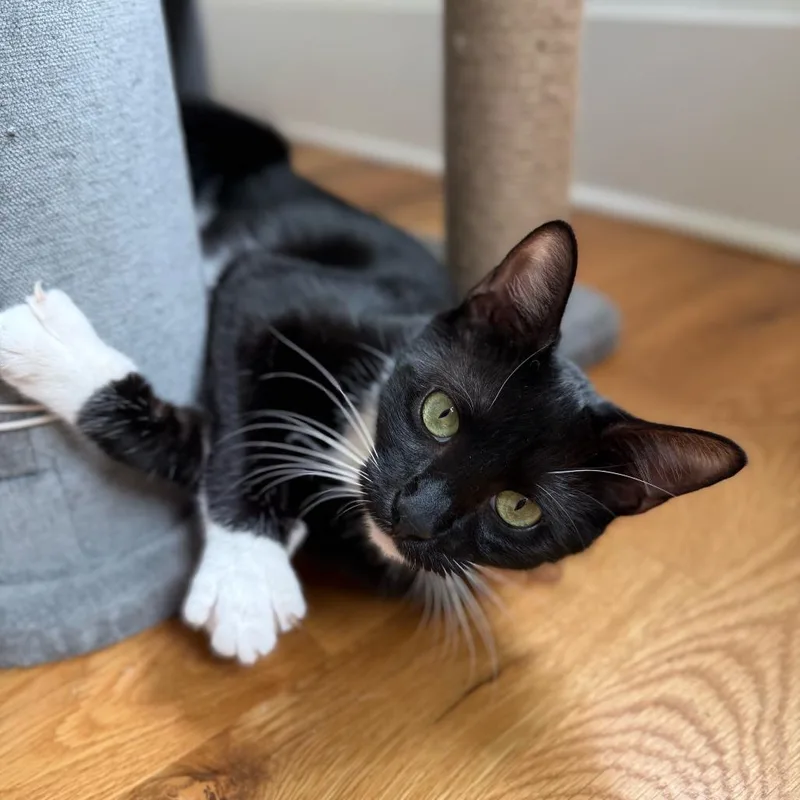 A young medium-sized female Domestic Short Hair cat named Sweet Pea for adoption in Cumming, GA
