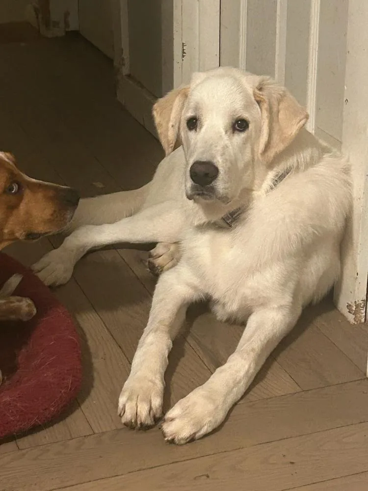 A baby large-sized male Great Pyrenees dog named Magical Mochi for adoption in Randolph, MA