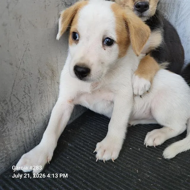 A baby small-sized male Terrier dog named Bernie for adoption in San Antonio, TX