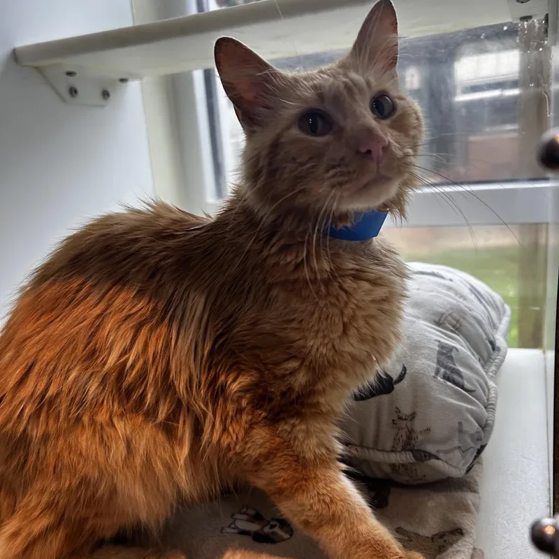 Teef thumbnail 2