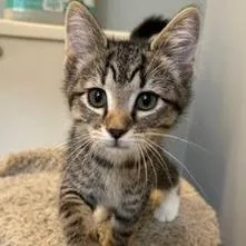 A baby small-sized female Brown / Chocolate Domestic Short Hair cat named Reyna for adoption in Fredericksburg, VA