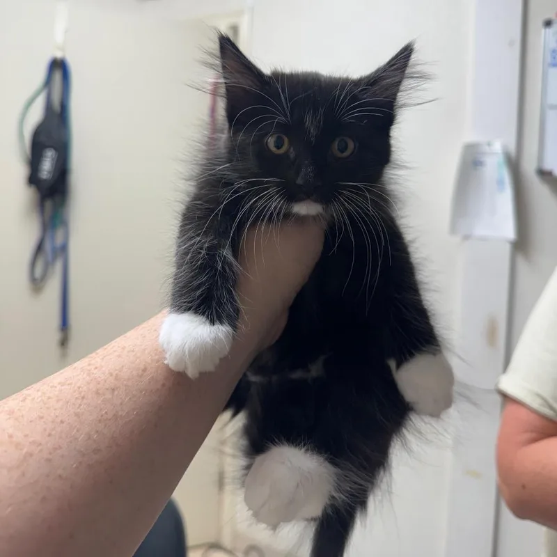 A baby small-sized female Black Domestic Short Hair cat named Cat Woman for adoption in Pekin, IL