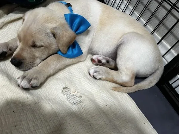 A young large-sized male Labrador Retriever dog named Ozzy for adoption in El Cajon, CA