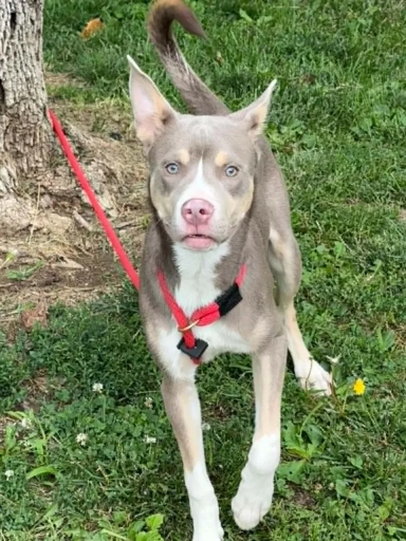 A baby large-sized male Gray / Blue / Silver Husky dog named Chaos for adoption in Springfield, IL