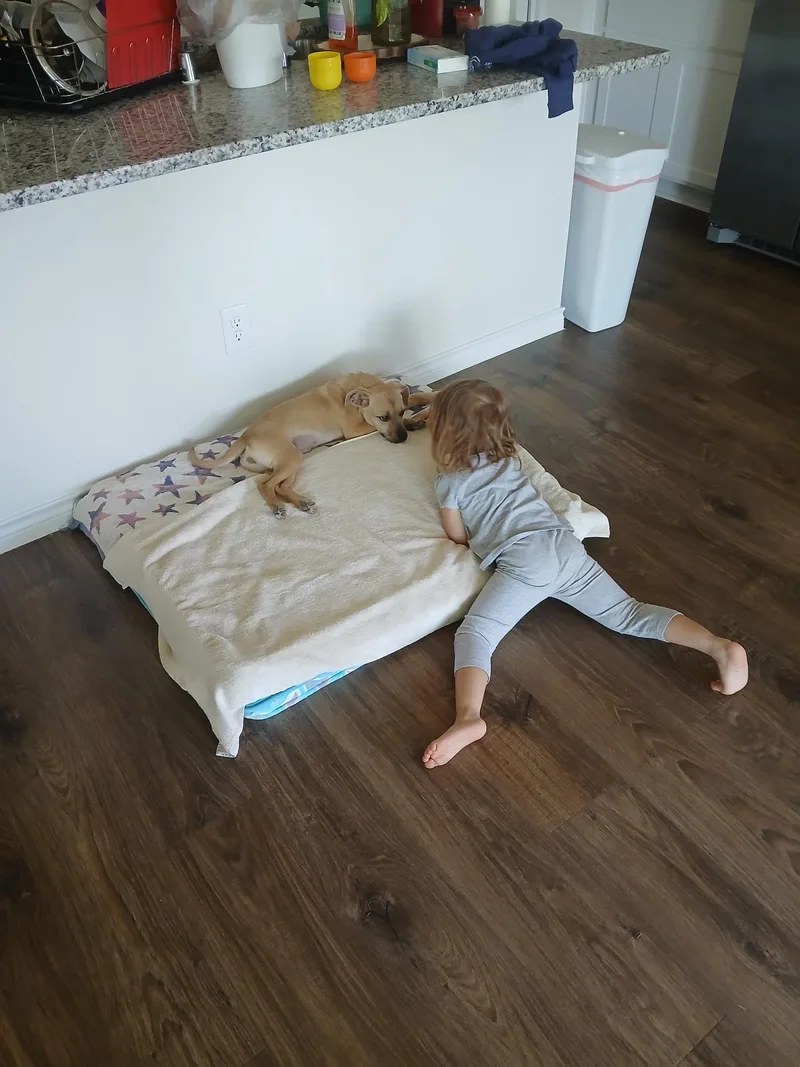 A baby small-sized female Carolina Dog dog named Greta for adoption in Plano, TX