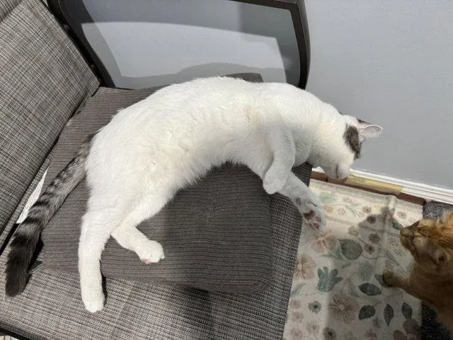 Putter