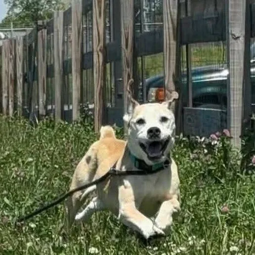 An adult medium-sized male Beagle dog named Sherman for adoption in Minooka, IL