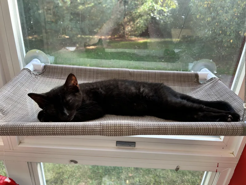 A baby small-sized male Black Domestic Short Hair cat named Jack for adoption in North Haven, CT
