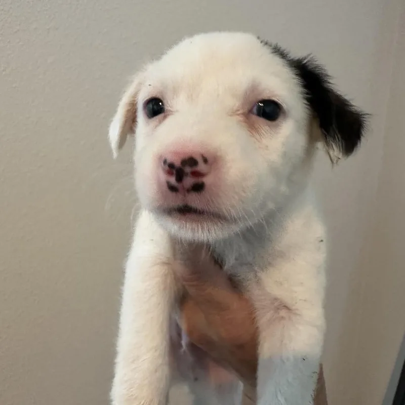 A baby medium-sized male White / Cream Cattle Dog dog named Tumbleweed for adoption in Sacramento, CA