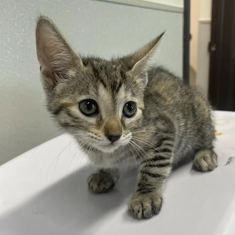 A baby small-sized female Brown / Chocolate Domestic Short Hair cat named Eve for adoption in Tampa, FL