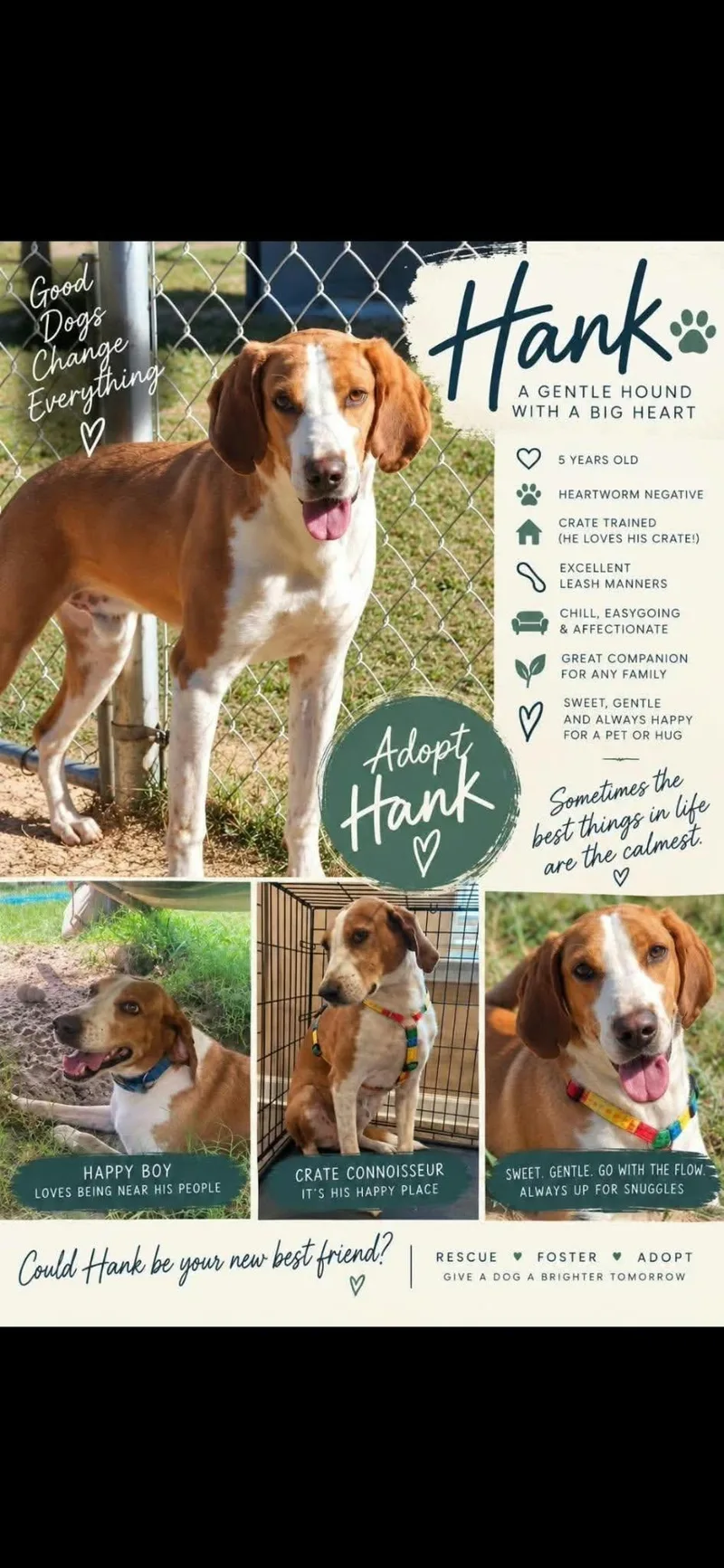 An adult medium-sized male Hound dog named Hank for adoption in Holbrook, NY