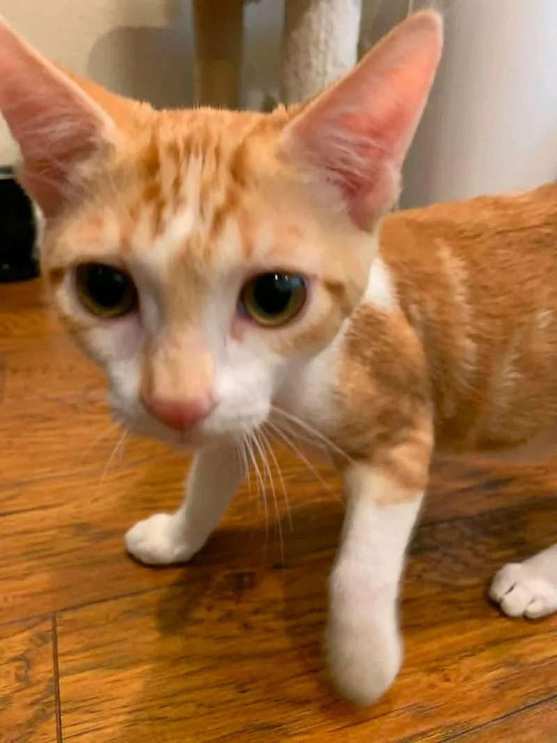 A baby medium-sized male Domestic Short Hair cat named Cosworth for adoption in Santa Clara, CA