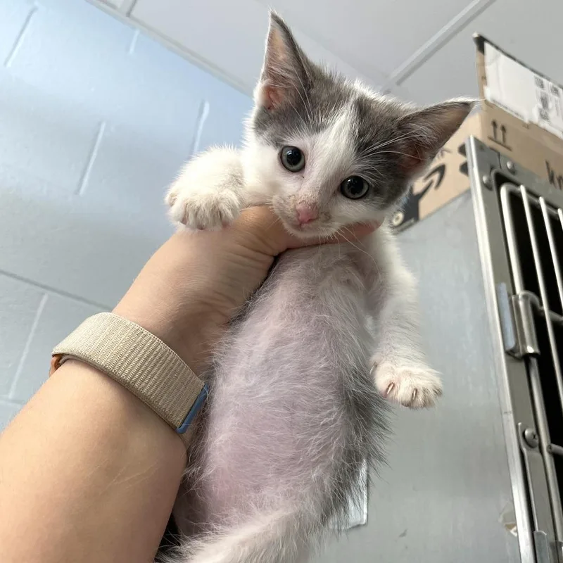 A baby small-sized male Gray / Blue / Silver Domestic Short Hair cat named Potted Plant for adoption in Carencro, LA