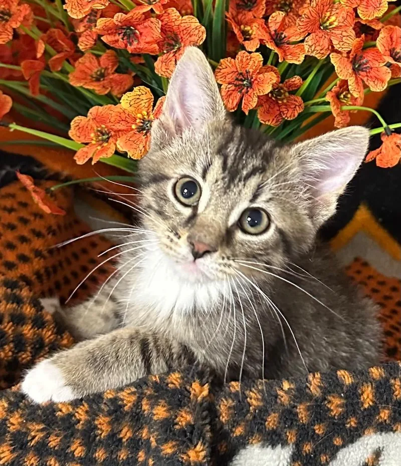 A baby small-sized male Domestic Medium Hair cat named Campbell for adoption in Stillwater, OK