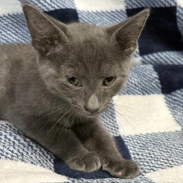 A young medium-sized male Gray / Blue / Silver Russian Blue cat named Kayce for adoption in Porter, TX