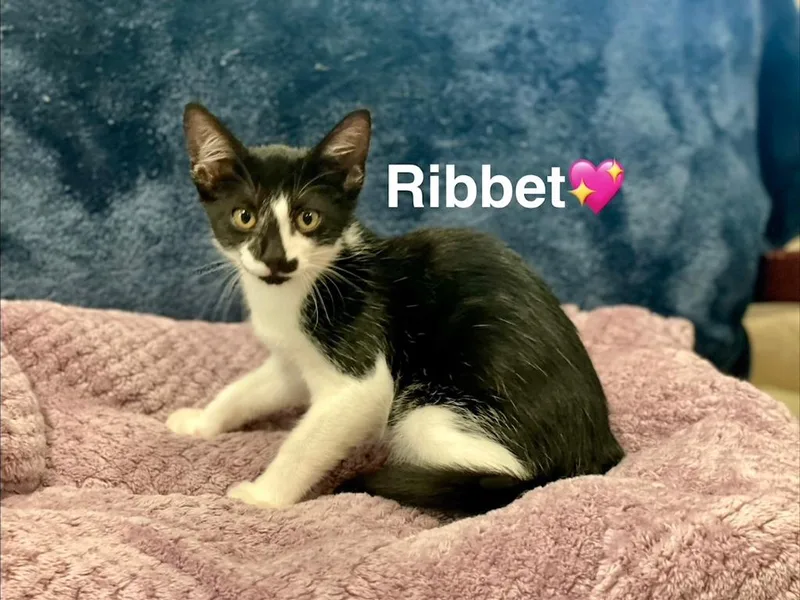 A baby small-sized female Domestic Short Hair cat named Ribbet for adoption in Lunenburg, MA