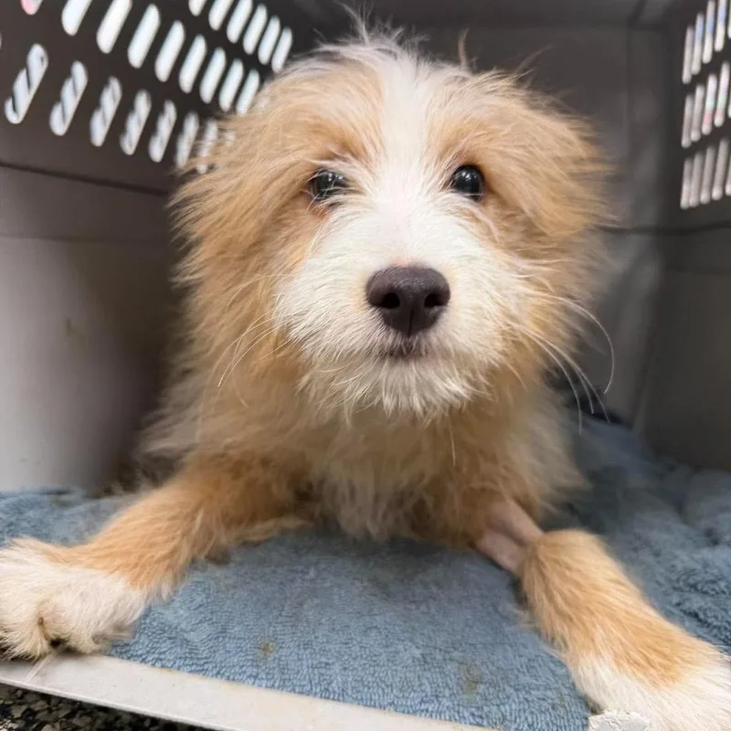 A baby small-sized male Yellow / Tan / Blond / Fawn Mixed Breed dog named Goldie for adoption in Fredericksburg, VA