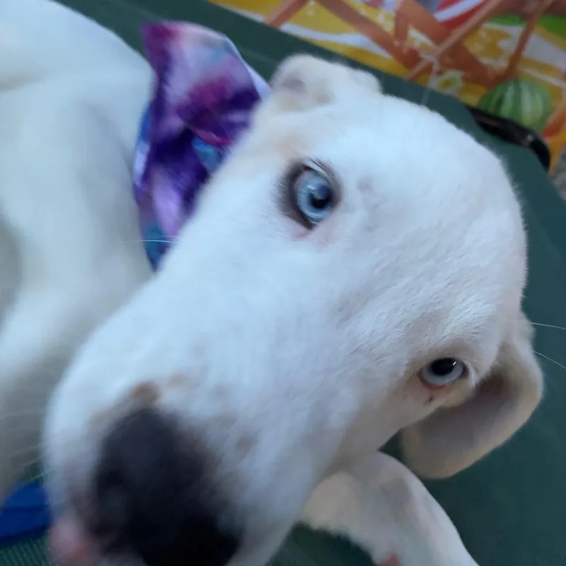 A baby small-sized female White / Cream Husky dog named Maya for adoption in Aledo, TX