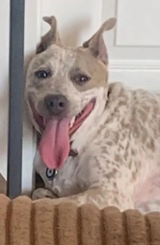 An adult medium-sized female White / Cream Australian Cattle Dog / Blue Heeler dog named Franny Bean for adoption in Van Nuys, CA