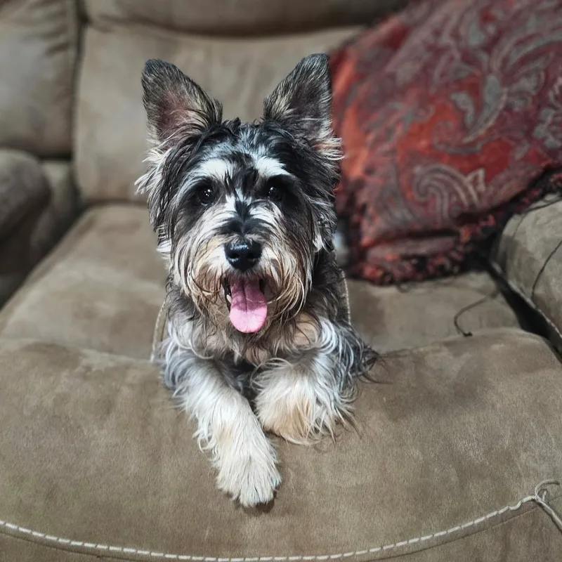 A young small-sized male Tricolor (Brown, Black, & White) Scottish Terrier dog named Russell for adoption in Baldwyn, MS