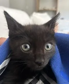 A baby medium-sized male Black Domestic Short Hair cat named Adidas for adoption in Sherman Oaks, CA