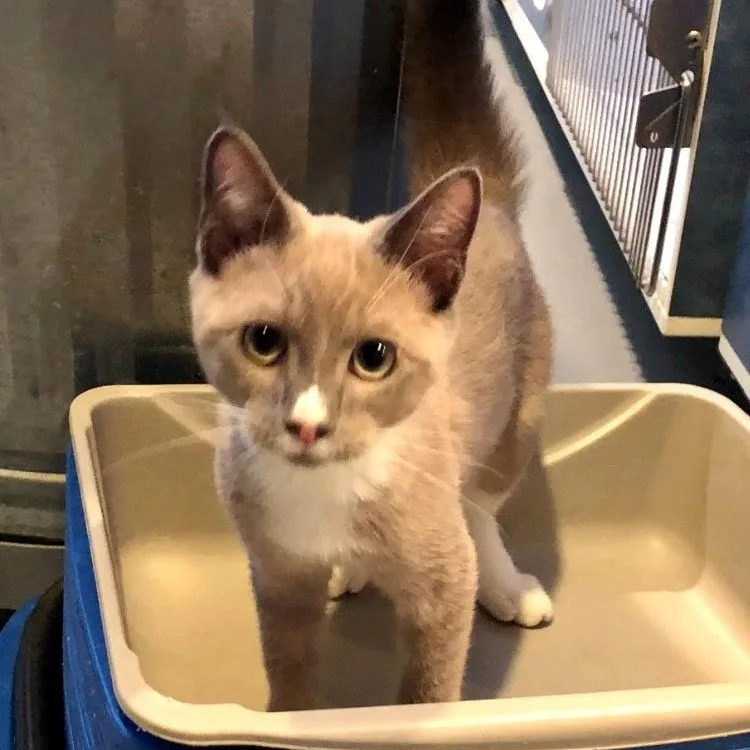 A baby large-sized male Domestic Short Hair cat named Tucker for adoption in Lodi, CA