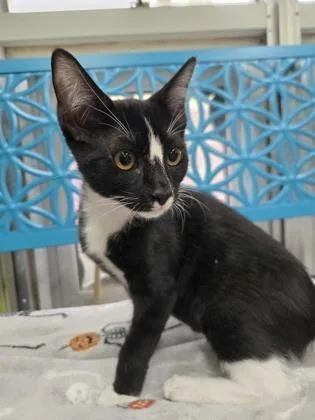 A baby medium-sized male Domestic Short Hair cat named Blaze for adoption in Savannah, GA