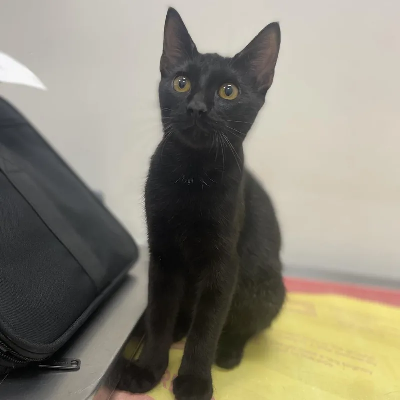 A young medium-sized male Black Domestic Short Hair cat named Smokey for adoption in Houston, TX