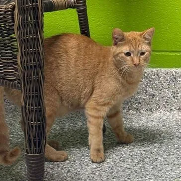 An adult medium-sized female Domestic Short Hair cat named Broccoli for adoption in Jackson, MI